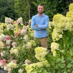 Hortenzia metlinatá (Hydrangea paniculata)  ´LIVING PINKY PROMISE´® by LIVING CREATIONS´® - výška 40-60 cm, kont. C2L